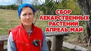 КАКИЕ ЛЕКАРСТВЕННЫЕ РАСТЕНИЯ СОБИРАЮТ ВЕСНОЙ ДЛЯ ФИТОЛЕЧЕНИЯ 