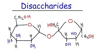 Disaccharides - Sucrose, Maltose, Lactose - Carbohydrates