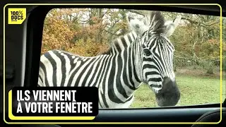 Thoiry, Beauval, La Palmyre... les plus beaux ZOOS de France ! (Compilation)