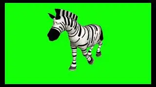 Zebra running green screen video | green screen animals videos 😲 #zebra