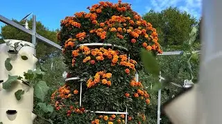 10 weeks growth of marigolds on aeroponic towerts