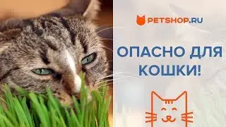 ОПАСНО ДЛЯ КОШЕК! САМЫЕ ВРЕДНЫЕ РАСТЕНИЯ ДЛЯ КОШЕК