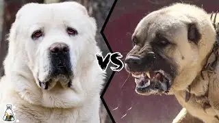 Alabai VS Kangal -  Who is Stronger?