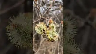 Вербное воскресенье...