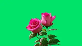 Pink rose flower green screen video download | flower green screen