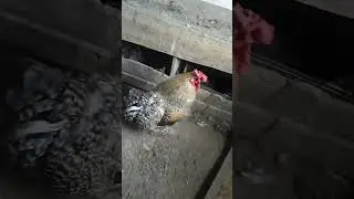 гарем Петра петровича🐓