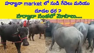 Haryana buffalo market and prices