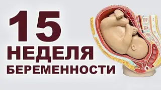 Что происходит с мамой и ребенком на 15 неделе беременности? 4 месяц беременности. Второй триместр.