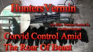 Air Rifle Hunting Corvid Control Amid The Roar Of Beast