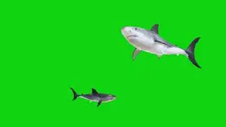 Green screen background Shark 🦈|| green screen video || 🦈 Shar green screen || green screen shark 01