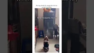 Whenever Doodle wants anything Compilation 