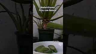 SUPER ADUBO ORGÂNICO para as suas Plantas, Biofertilizante Líquido #shorts