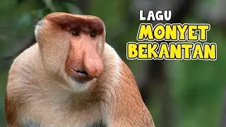 LAGU BEKANTAN - OM ANOM (feat. ALLE) I The Proboscis Song