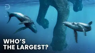 Largest Creatures To Ever Exist On Earth