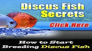 How to start breeding discus fish | discus fish review