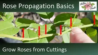 🌹 Propagate Roses from Cuttings // Lessons Learned to Grow Roses from Cuttings