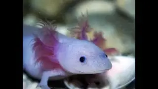 wholesome minecraft axolotls ❤