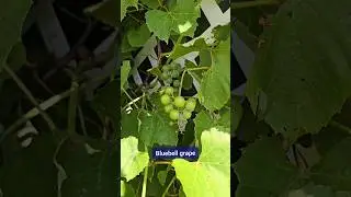 July Garden Tour | Part 1