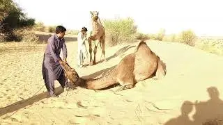 Black Female Camel & White Male Camel Camel by Thar