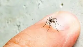 Mosquito 411: North Texas Species and Their Habitats