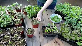 How to Thin Seedlings: Methods, Tips, and Microgreens!