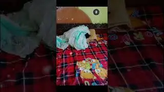 KALA BILAI BLACK BABY CAT SLEEPING IN MY BED CHREELAX PUPPY LOVE