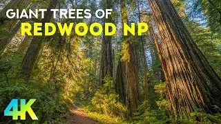 Relaxing Day in a Unique Forest - Walking among Giant Trees of Redwood Park - 4K Nature Documentary