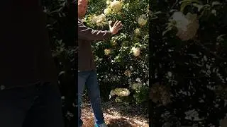 The BEST Flowering Shrub For A Privacy Hedge, Snowball Viburnum.