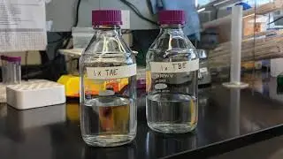 Agarose Gel Electrophoresis Tip #1: TAE vs TBE