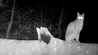 Wildlife Bridge Trail Camera Pickup