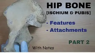 Hip Bone Anatomy - 2 || Ischium | Pubis | Attachments | Features || Bone Demonstration