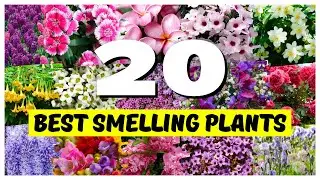 Top 20 BEST Smelling Plants for Your Outdoor Spaces! 🌿✨