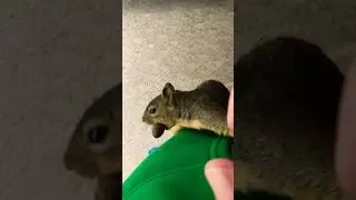 Squirrel Climbs High For Pecan