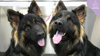 Sometimes I Want To Steal Peoples Pets | Beautiful German Shepherd