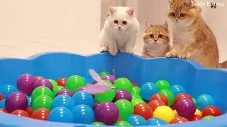 Funny Kittens and 200 Balls in a Ball Pit ! | Teddy Kittens