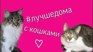 Лучше дома с кошками. Подвижные игры.