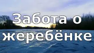 Пес почувствовал, что с маленьким жеребенком что то не так и не отходил от него ни на шаг