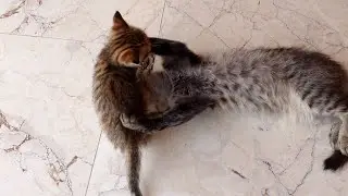 Спасение невинности. Встреча с брошенными котятами