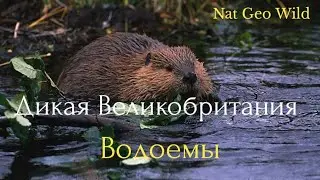 Nat Geo Wild.Дикая Великобритания.Водоемы.