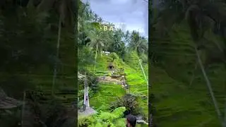 Coffee plantation in Bali 😍 #balicoffee #shorts