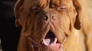 DOGUE DE BORDEAUX: A DOG LOVERS INTRODUCTION