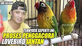 TERNYATA SEPERTI INI ? CARA PROSES PENGGACORAN LOVEBIRD JANTAN || BONGKAR RAHASIA VERSI JOKI GELISAH