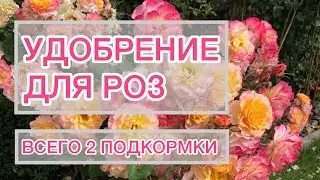 Мои удобрения для роз | две подкормки за сезон | Мой опыт 🔬