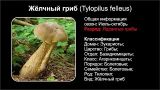 Жёлчный гриб (Tylopilus felleus)