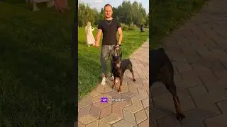 Она меня достала #доберман #собака #доберманы #dobermann #doberman