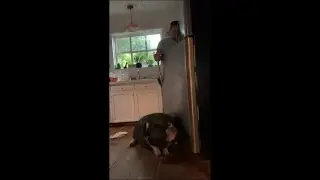 Pig Refuses to Move to Allow Owner to Open Fridge
