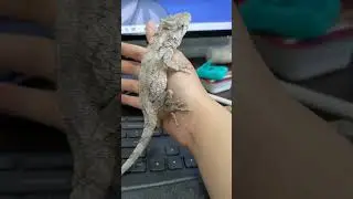 cuban false chameleon