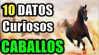 10 Datos Curiosos de los Caballos - ¿Cómo saber la edad de un caballo?