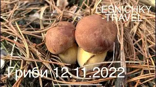 Гриби 12.11.2022