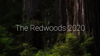 Photographing the Redwoods 2020